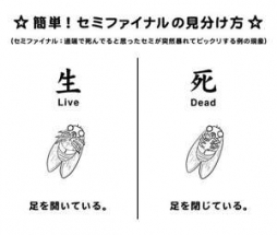 錦糸町・亀戸 デリバリーヘルス Ｔバックス錦糸町店